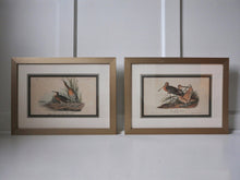 Load image into Gallery viewer, Audubon 1st Ed. Octavo Pl. 310 Clapper Rail &amp; Pl. 348 Great Marbled Godwit - A Pair
