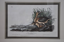 Load image into Gallery viewer, Audubon 1st Ed. Octavo Pl. 355 Long-billed Curlew
