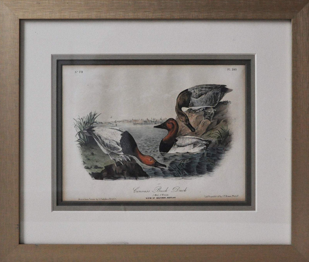 Audubon 1st Ed. Octavo Pl. 395 Canvas Back Duck