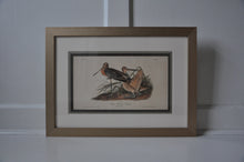 Load image into Gallery viewer, Audubon 1st Ed. Octavo Pl. 310 Clapper Rail &amp; Pl. 348 Great Marbled Godwit - A Pair
