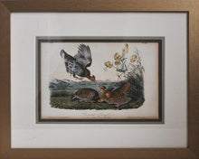 Load image into Gallery viewer, Audubon 1st Ed. Octavo Pl. 296 Pinnated Grouse
