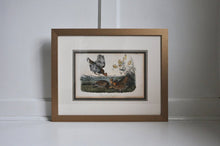 Load image into Gallery viewer, Audubon 1st Ed. Octavo Pl. 296 Pinnated Grouse
