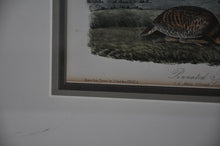 Load image into Gallery viewer, Audubon 1st Ed. Octavo Pl. 296 Pinnated Grouse
