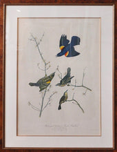 Load image into Gallery viewer, 1860 Audubon Chromolith - Bien Edition - Red Winged Starling
