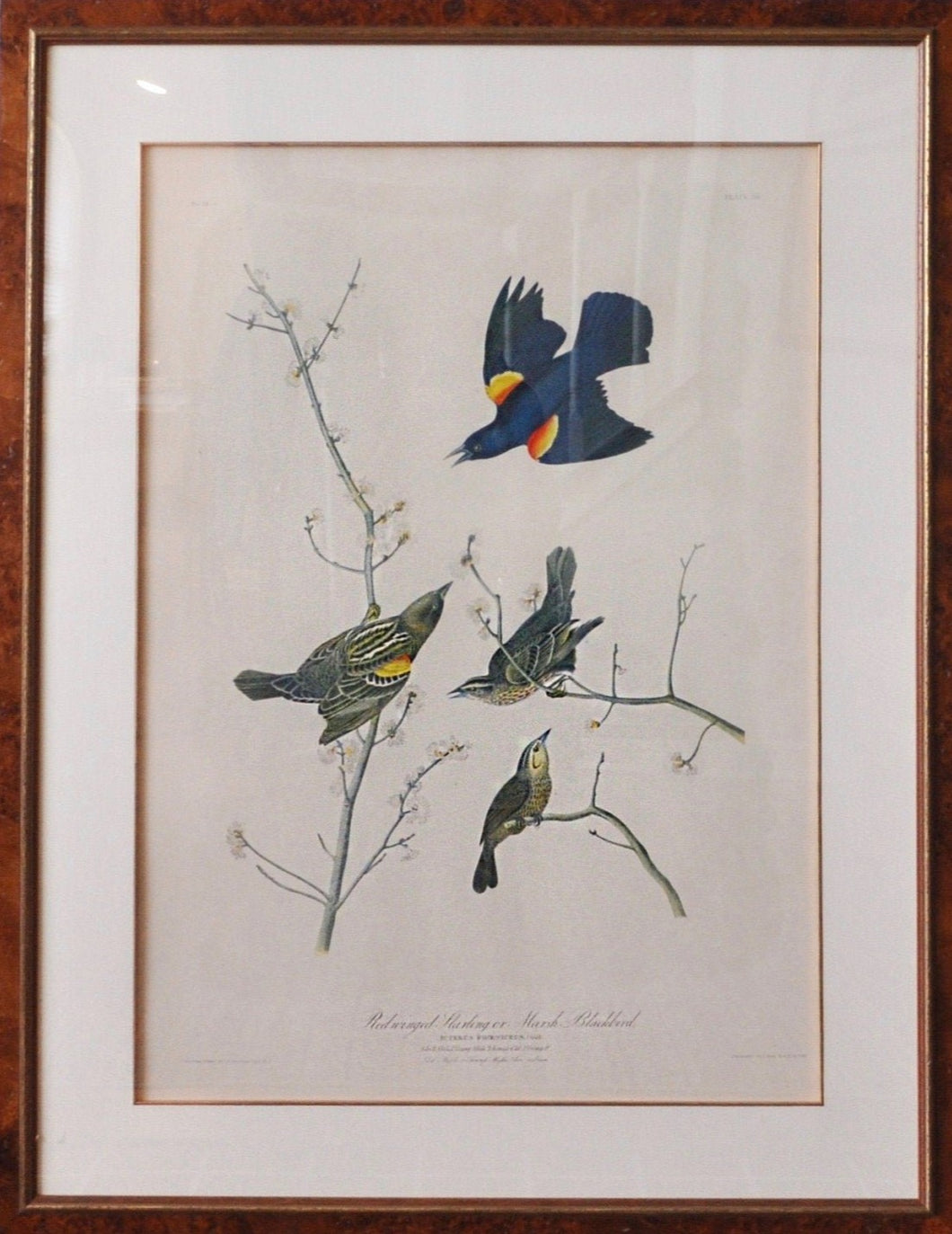 1860 Audubon Chromolith - Bien Edition - Red Winged Starling